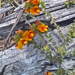 Pultenaea procumbens (Bush Pea) at Gungaderra Grasslands - 10 Oct 2014 by galah681