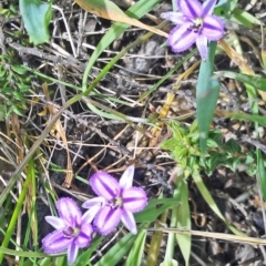 Thysanotus patersonii (Twining Fringe Lily) at Gungahlin, ACT - 10 Oct 2014 by galah681