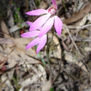 Caladenia carnea at Gungahlin, ACT - suppressed