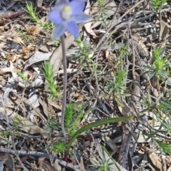 Thelymitra pauciflora (Slender Sun Orchid) at Gungaderra Grasslands - 11 Oct 2014 by galah681