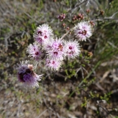 Kunzea parvifolia (Violet Kunzea) at Black Mountain - 11 Oct 2014 by galah681