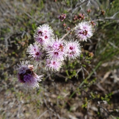 Kunzea parvifolia (Violet Kunzea) at Black Mountain - 10 Oct 2014 by galah681