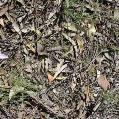 Glossodia major (Wax Lip Orchid) at Bruce, ACT - 11 Oct 2014 by galah681