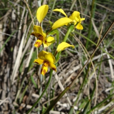 Diuris nigromontana (Black Mountain Leopard Orchid) at Bruce, ACT - 10 Oct 2014 by galah681