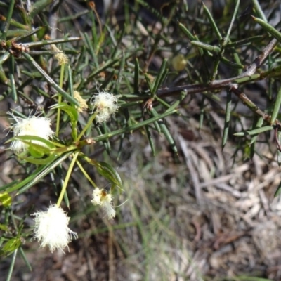 Acacia genistifolia (Early Wattle) at Bruce, ACT - 10 Oct 2014 by galah681