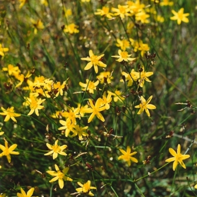 Tricoryne elatior (Yellow Rush Lily) at Tuggeranong Hill - 9 Nov 2000 by michaelb