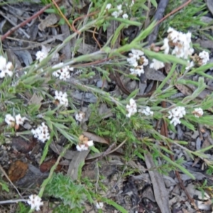 Leucopogon virgatus at Black Mountain - 11 Oct 2014