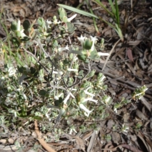 Brachyloma daphnoides at Canberra Central, ACT - 11 Oct 2014