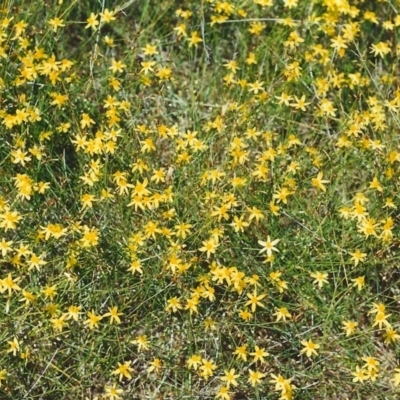 Tricoryne elatior (Yellow Rush Lily) at Tuggeranong Hill - 5 Dec 1999 by michaelb