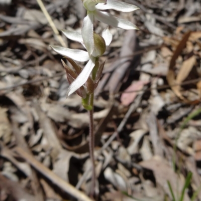 Caladenia sp. (A Caladenia) at Canberra Central, ACT - 10 Oct 2014 by galah681