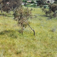 Tricoryne elatior (Yellow Rush Lily) at Conder, ACT - 7 Dec 1999 by MichaelBedingfield