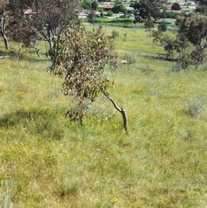 Tricoryne elatior at Conder, ACT - 7 Dec 1999