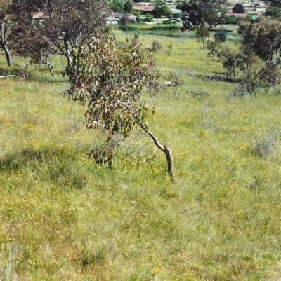 Tricoryne elatior (Yellow Rush Lily) at Tuggeranong Hill - 6 Dec 1999 by michaelb