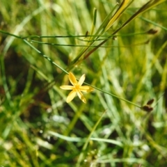 Tricoryne elatior (Yellow Rush Lily) at Tuggeranong Hill - 9 Nov 2000 by michaelb