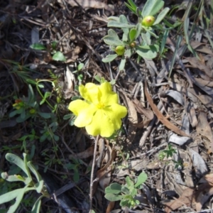 Hibbertia obtusifolia at Canberra Central, ACT - 11 Oct 2014