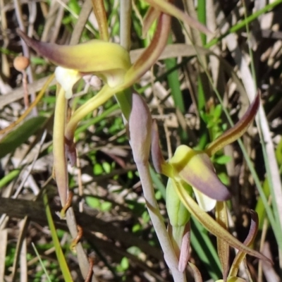 Lyperanthus suaveolens (Brown Beaks) - 1 Jan 1900 by galah681