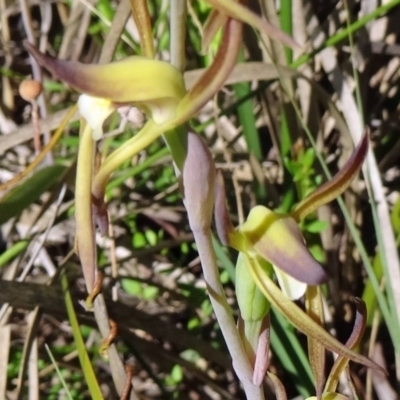 Lyperanthus suaveolens (Brown Beaks) at Canberra Central, ACT - 10 Oct 2014 by galah681