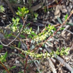 Phyllanthus occidentalis (Thyme Spurge) at Canberra Central, ACT - 10 Oct 2014 by galah681