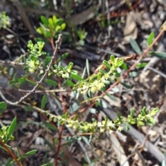 Phyllanthus occidentalis (Thyme Spurge) at Canberra Central, ACT - 11 Oct 2014 by galah681