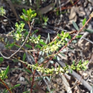 Phyllanthus occidentalis at Canberra Central, ACT - 11 Oct 2014 09:59 AM