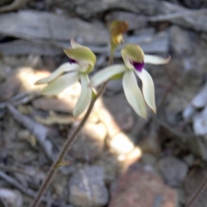 Caladenia ustulata at Canberra Central, ACT - 11 Oct 2014