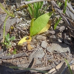 Ophioglossum lusitanicum (Adder's Tongue) at Canberra Central, ACT - 11 Oct 2014 by galah681