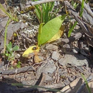 Ophioglossum lusitanicum at Canberra Central, ACT - 11 Oct 2014 10:44 AM