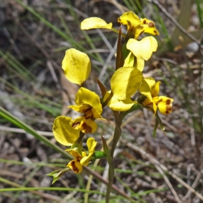 Diuris nigromontana (Black Mountain Leopard Orchid) - 1 Jan 1900 by galah681