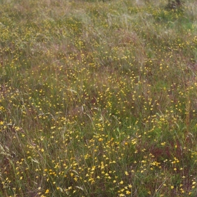 Tricoryne elatior (Yellow Rush Lily) at Conder, ACT - 25 Nov 1999 by michaelb