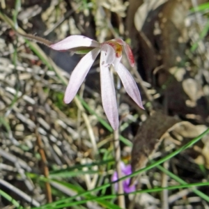 Caladenia fuscata at Canberra Central, ACT - suppressed