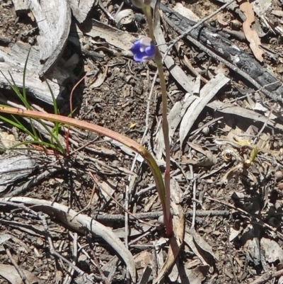 Thelymitra pauciflora (Slender Sun Orchid) at Bruce, ACT - 10 Oct 2014 by galah681