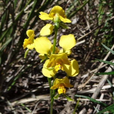 Diuris nigromontana (Black Mountain Leopard Orchid) at Bruce, ACT - 11 Oct 2014 by galah681