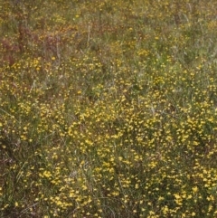 Tricoryne elatior (Yellow Rush Lily) at Tuggeranong Hill - 27 Nov 1999 by michaelb