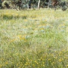 Tricoryne elatior (Yellow Rush Lily) at Tuggeranong Hill - 29 Nov 1999 by michaelb