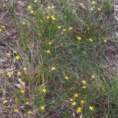 Tricoryne elatior (Yellow Rush Lily) at Conder, ACT - 16 Nov 1999 by michaelb