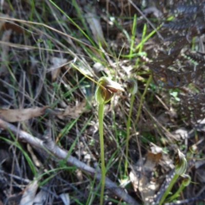 Pterostylis pedunculata (Maroonhood) at Paddys River, ACT - 4 Oct 2014 by galah681