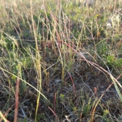 Psilurus incurvus (Bristle-tail Grass) at Rob Roy Range - 7 Oct 2014 by MichaelBedingfield