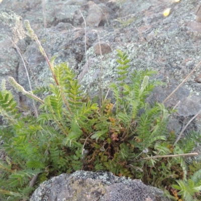 Acaena x ovina (Sheep's Burr) at Theodore, ACT - 7 Oct 2014 by michaelb