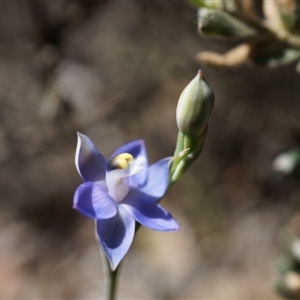 Thelymitra pauciflora at Undefined Area - suppressed