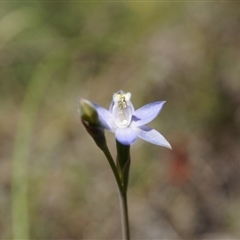 Thelymitra pauciflora at Undefined Area - suppressed