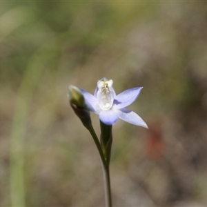 Thelymitra pauciflora at Undefined Area - suppressed