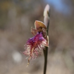 Calochilus platychilus (Purple Beard Orchid) at Canberra Central, ACT - 12 Oct 2014 by AaronClausen