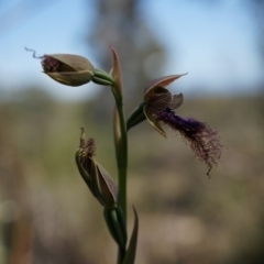 Calochilus platychilus (Purple Beard Orchid) at Canberra Central, ACT - 12 Oct 2014 by AaronClausen