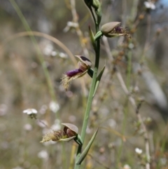 Calochilus platychilus (Purple Beard Orchid) at Canberra Central, ACT - 12 Oct 2014 by AaronClausen