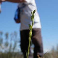 Hymenochilus bicolor (ACT) = Pterostylis bicolor (NSW) (Black-tip Greenhood) at Canberra Central, ACT - 12 Oct 2014 by AaronClausen