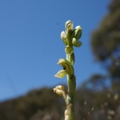 Hymenochilus bicolor (ACT) = Pterostylis bicolor (NSW) (Black-tip Greenhood) at Canberra Central, ACT - 12 Oct 2014 by AaronClausen