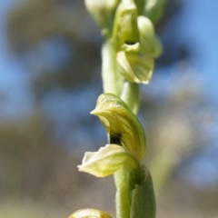 Hymenochilus bicolor at Canberra Central, ACT - 12 Oct 2014