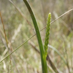 Microtis sp. at Black Mountain - suppressed