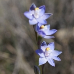 Thelymitra pauciflora (Slender Sun Orchid) at Canberra Central, ACT - 12 Oct 2014 by AaronClausen