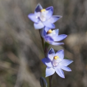 Thelymitra pauciflora at Canberra Central, ACT - 12 Oct 2014